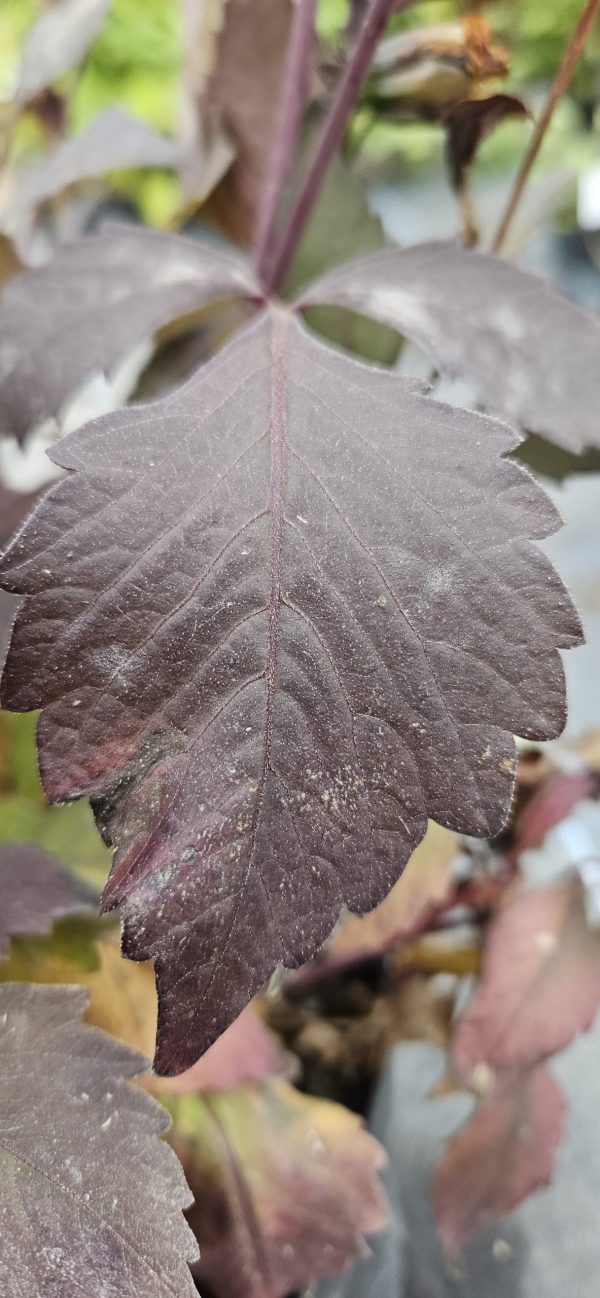 Dahlia 'Lubega Dark Bicolour Orange'