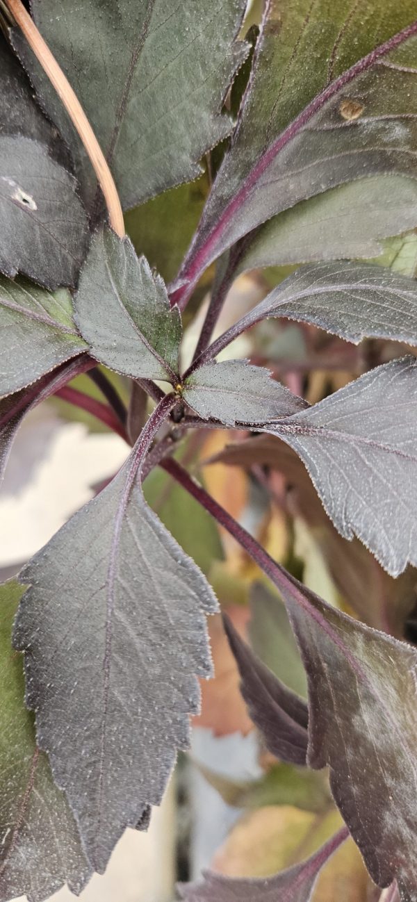 Dahlia 'Lubega Dark Bicolour Orange'