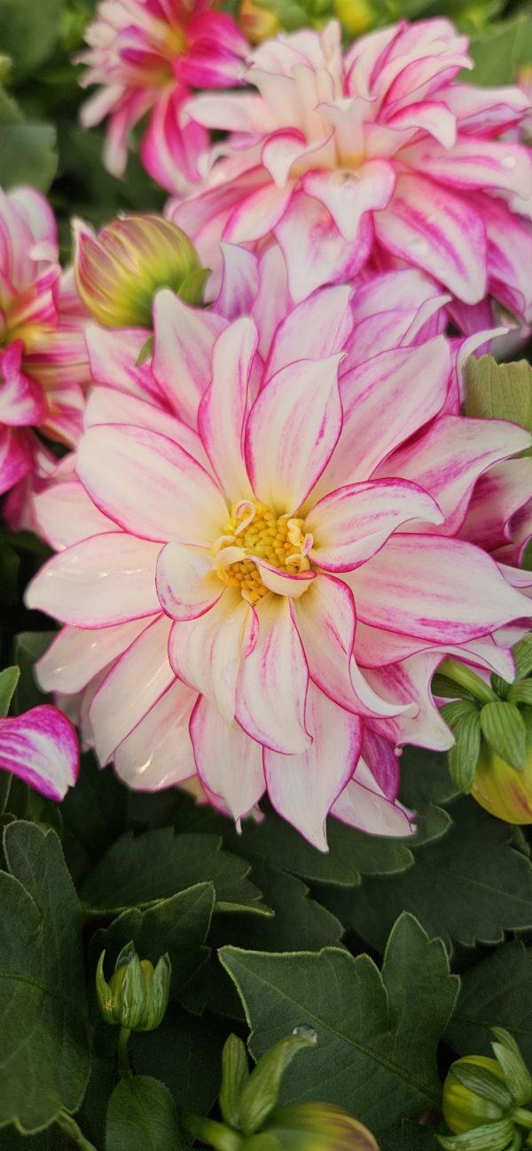 Dahlia 'Lubega Power Cherry Stripes' PBR