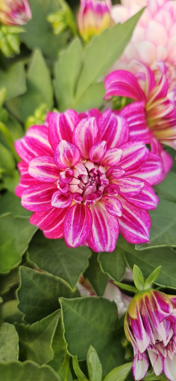 Dahlia 'Lubega Power Cherry Stripes' PBR