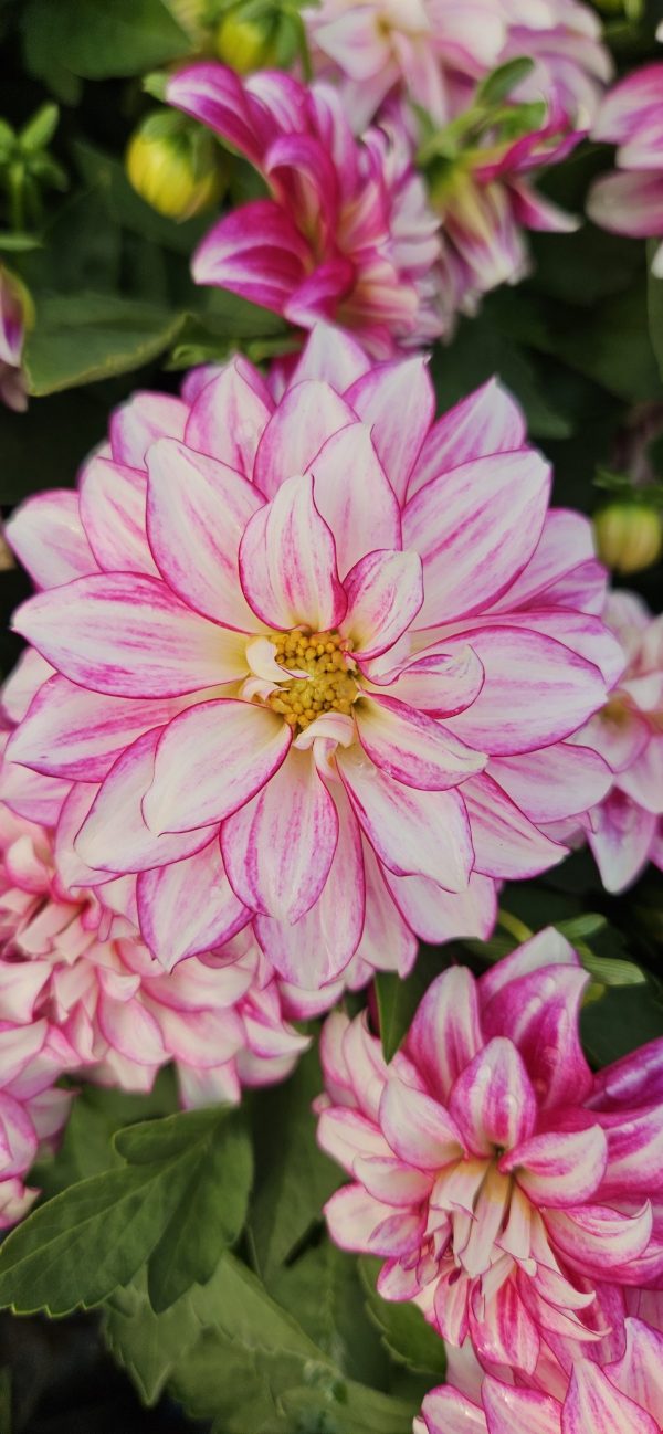 Dahlia 'Lubega Power Cherry Stripes' PBR