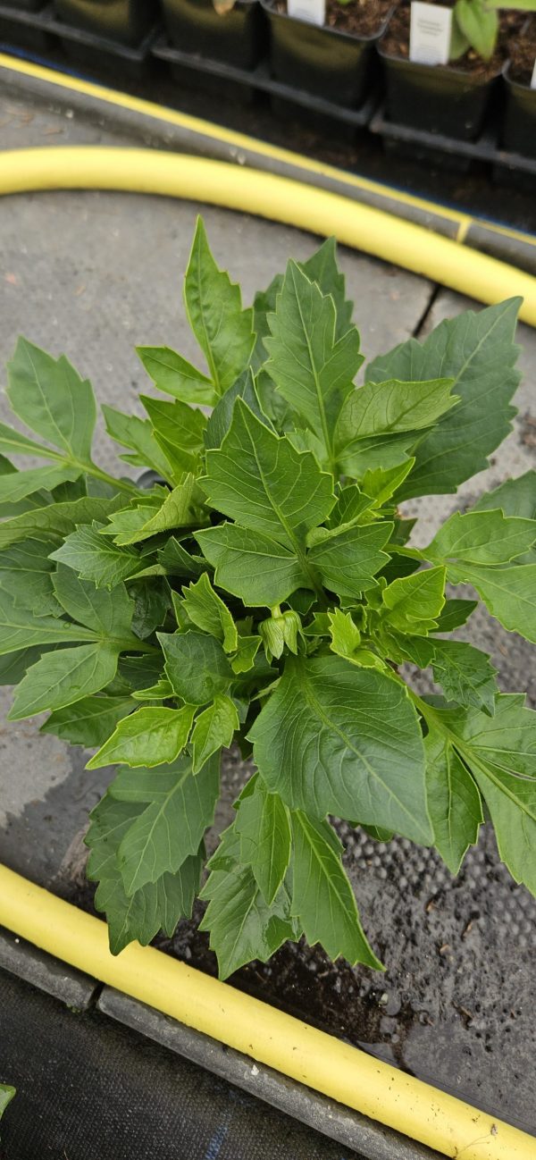 Dahlia 'Lubega Power Scarlet' PBR