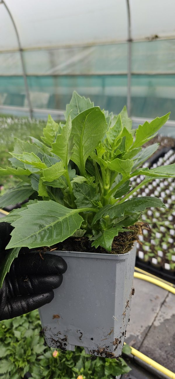 Dahlia 'Lubega Power Scarlet' PBR