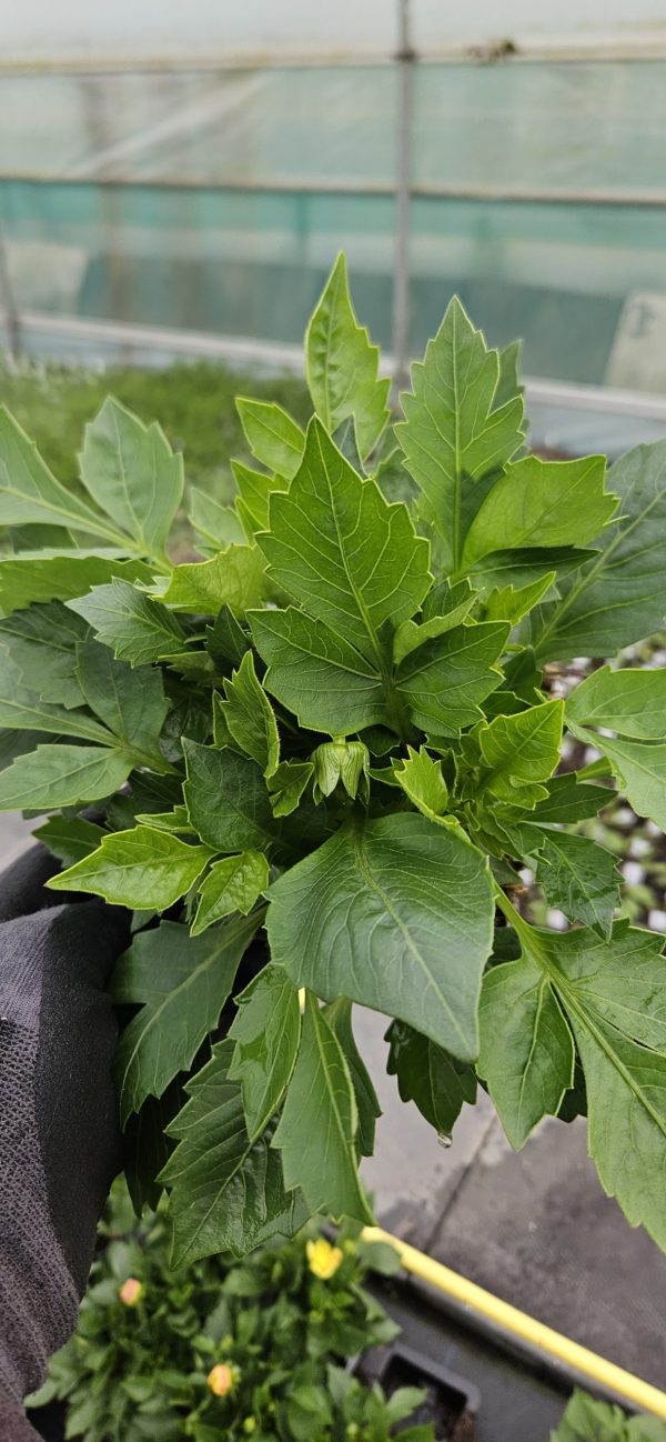 Dahlia 'Lubega Power Scarlet' PBR