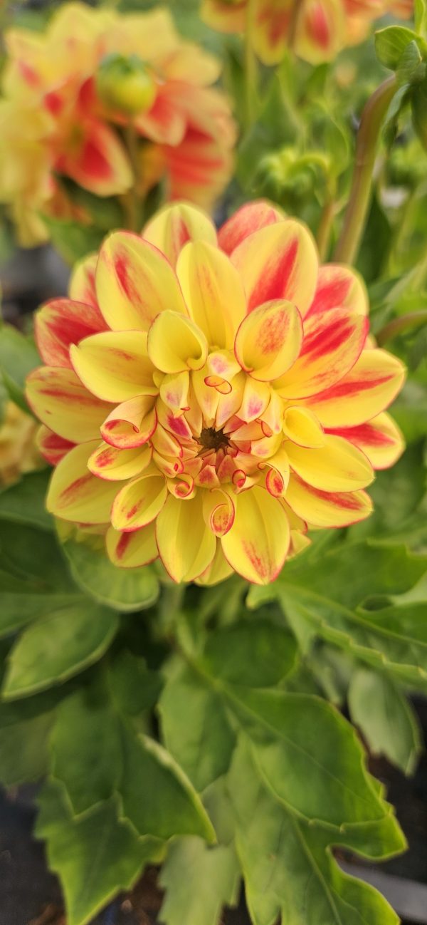 Dahlia Lubega Power Tricolour PBR