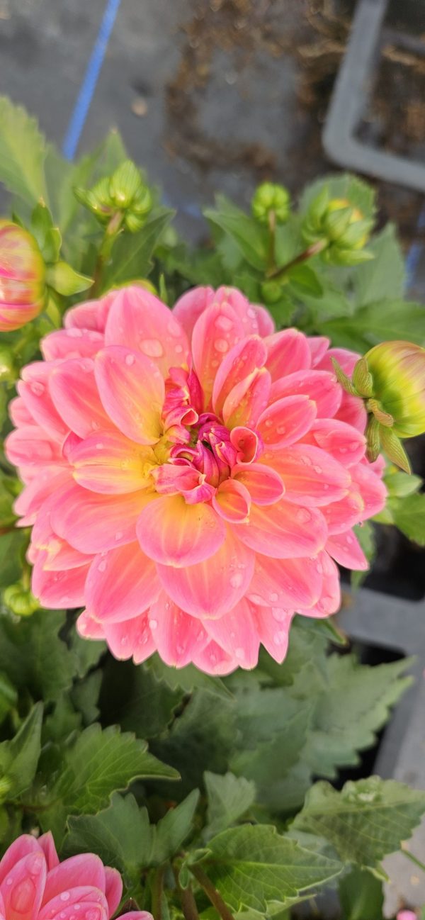 Dahlia 'Lubega Power Tropical Punch' PBR
