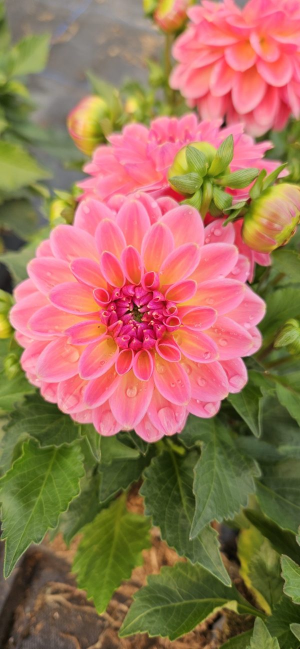 Dahlia 'Lubega Power Tropical Punch' PBR