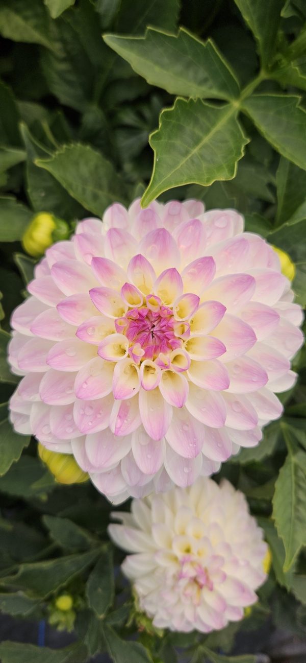 Dahlia 'Lubega Power White Lilac Frost' PBR Dahlia 'Lubega Power White Lilac Frost' PBR
