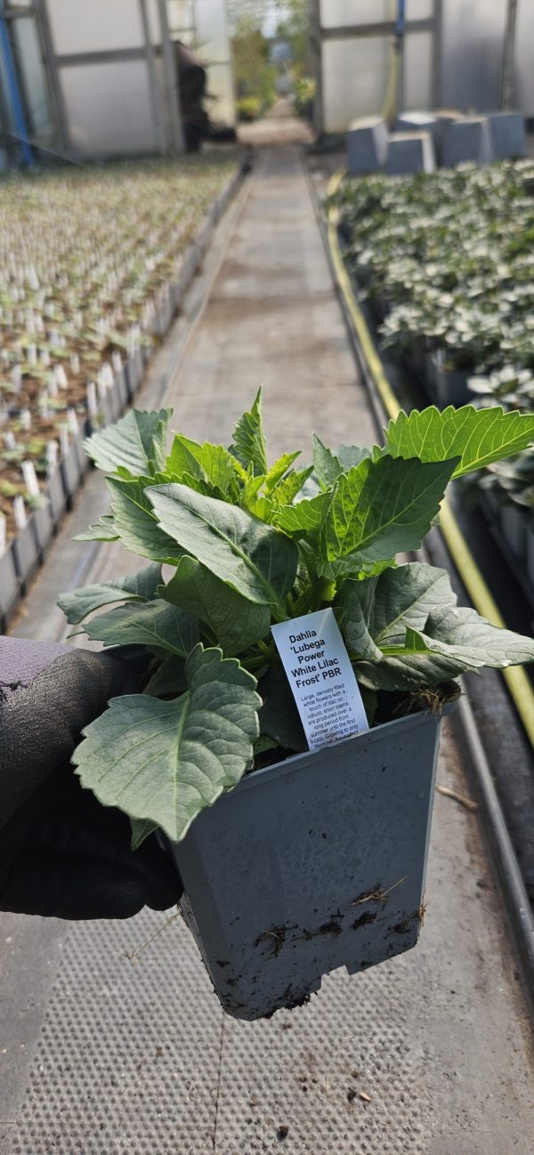 Dahlia 'Lubega Power White Lilac Frost' PBR2 Dahlia 'Lubega Power White Lilac Frost' PBR