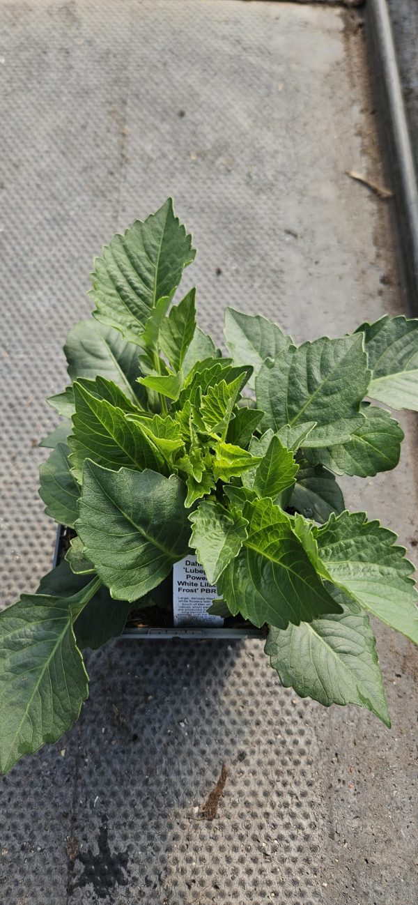 Dahlia 'Lubega Power White Lilac Frost' PBR3 Dahlia 'Lubega Power White Lilac Frost' PBR