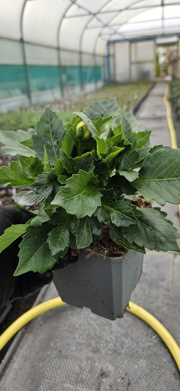 Dahlia 'Lubega Power Yellow Orange' PBR Dahlia 'Lubega Power Yellow Orange' PBR