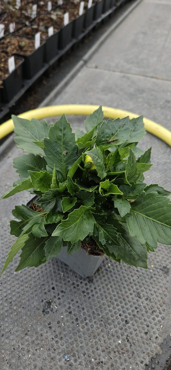 Dahlia 'Lubega Power Yellow Orange' PBR2 Dahlia 'Lubega Power Orange' PBR