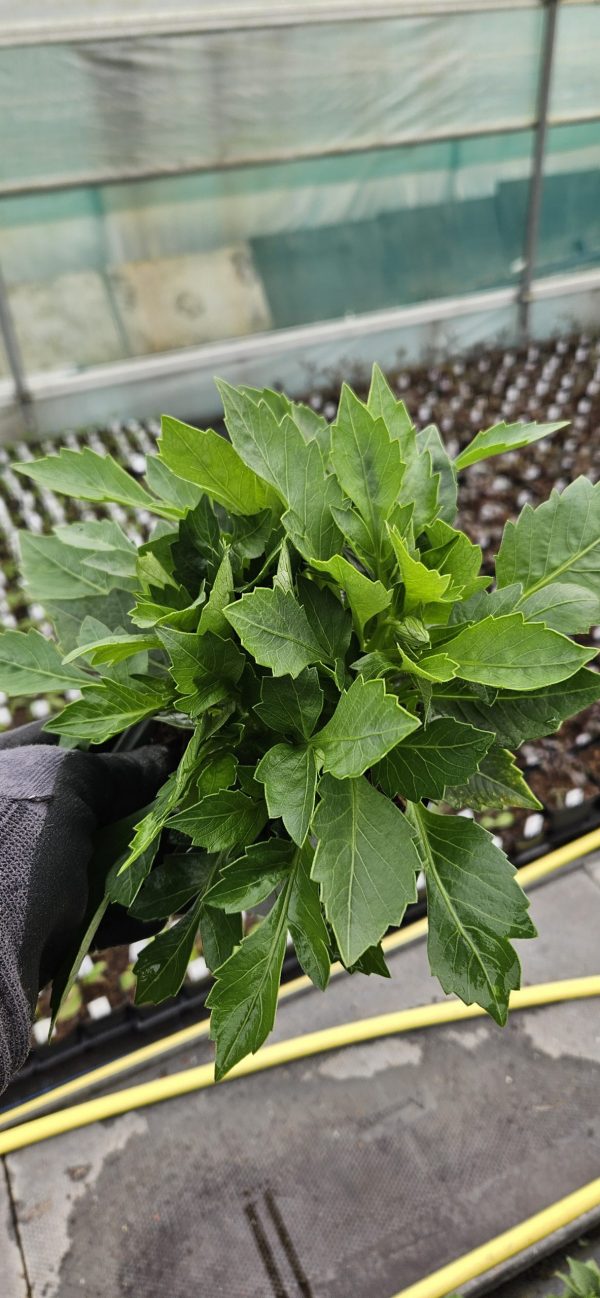 Dahlia 'Lubega Special Bicolour Burgundy'