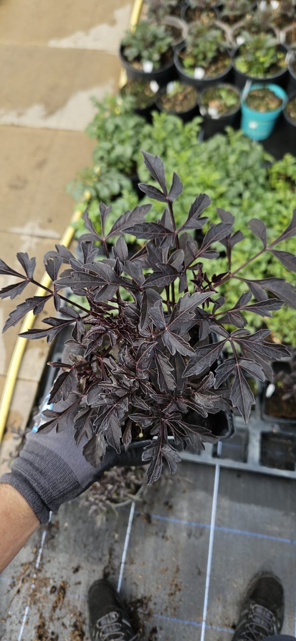 Dahlia 'Mystic Enchantment'