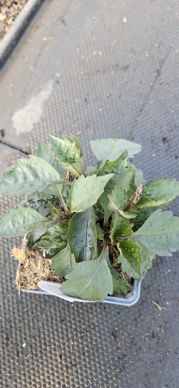 Dahlia Mystic 'Fantasy'2 Dahlia Mystic 'Fantasy'