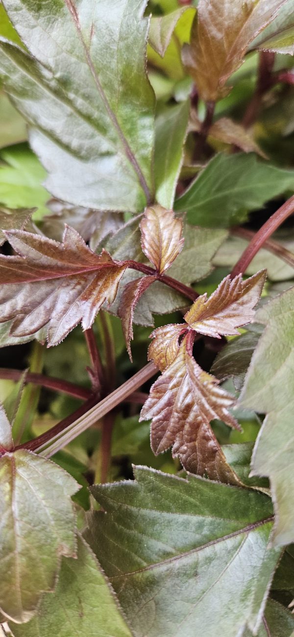 Dahlia 'Mystic Illusion'