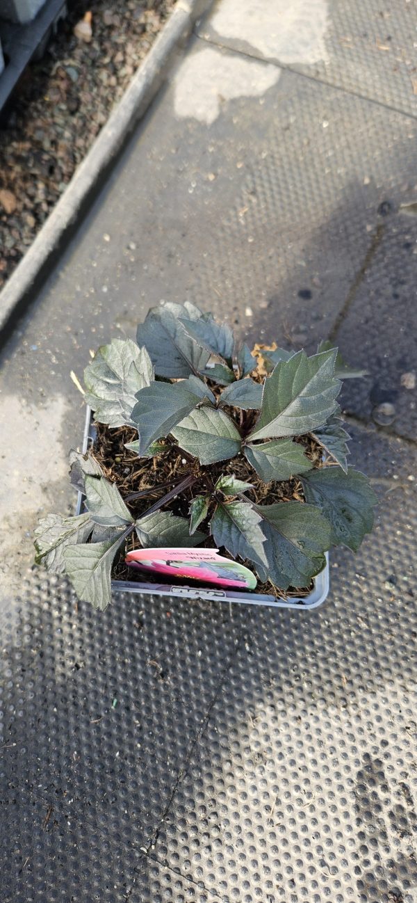 Dahlia Mystic 'Wizard' Dahlia Mystic 'Wizard'