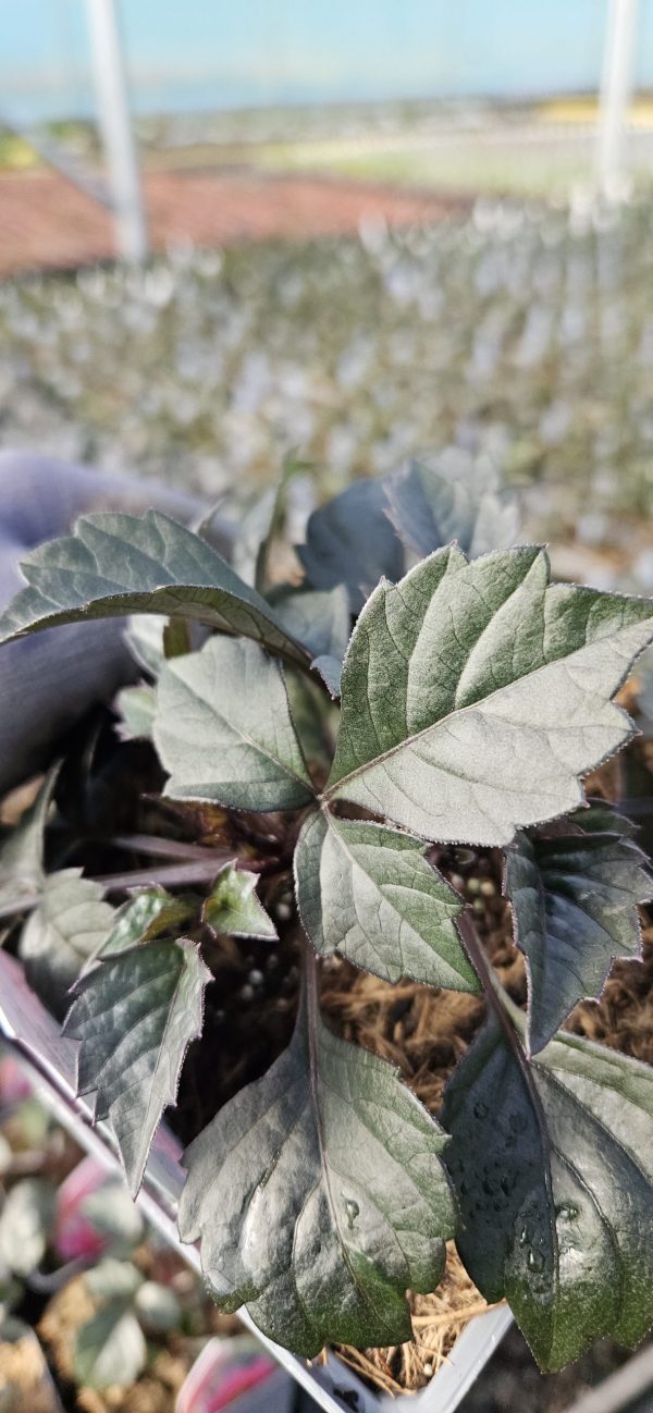 Dahlia Mystic 'Wizard'2 Dahlia Mystic 'Wizard'