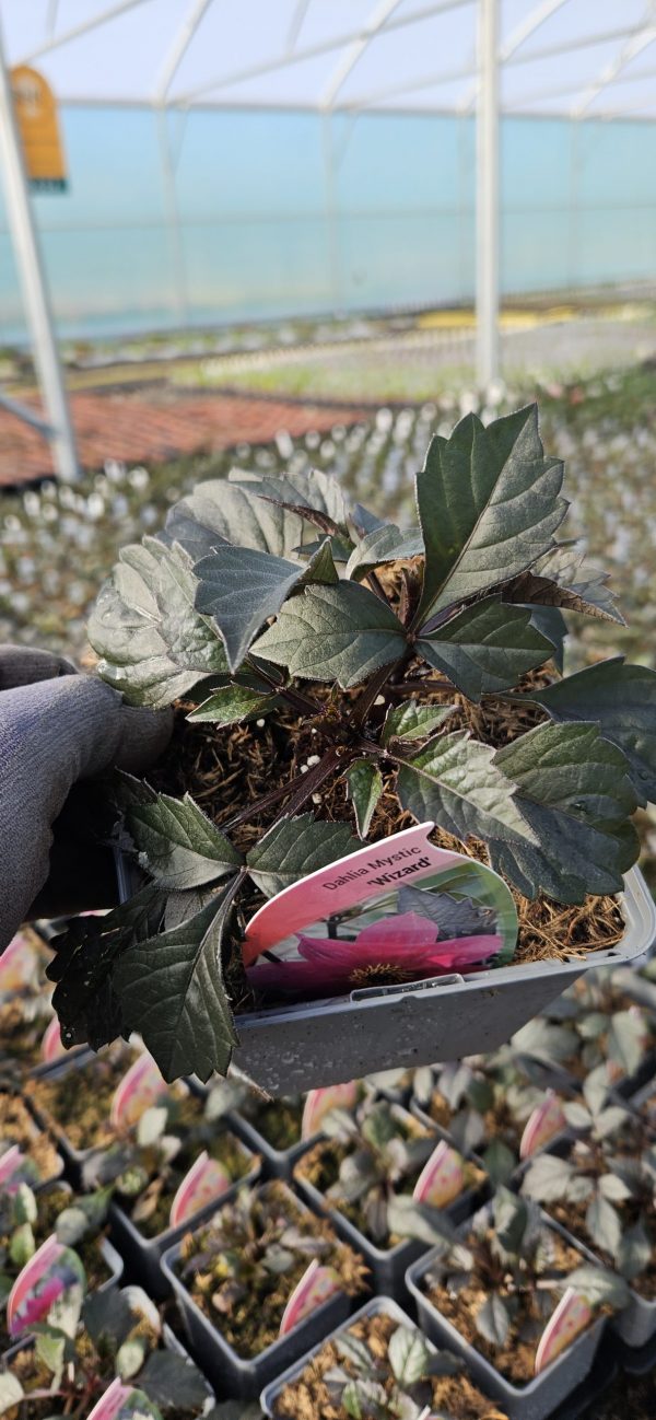 Dahlia Mystic 'Wizard'3 Dahlia Mystic 'Wizard'