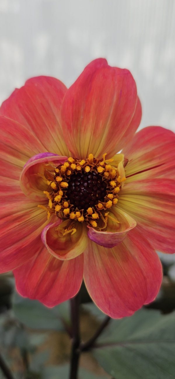 Dahlia 'Twyning's Revel'