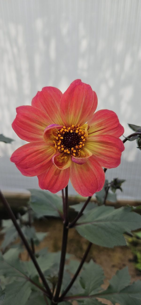 Dahlia 'Twyning's Revel'