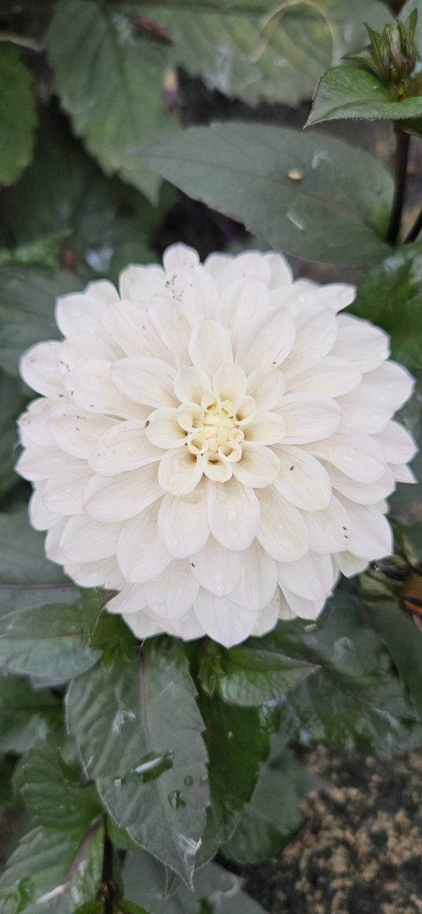 Dahlia 'White Cockatoo'