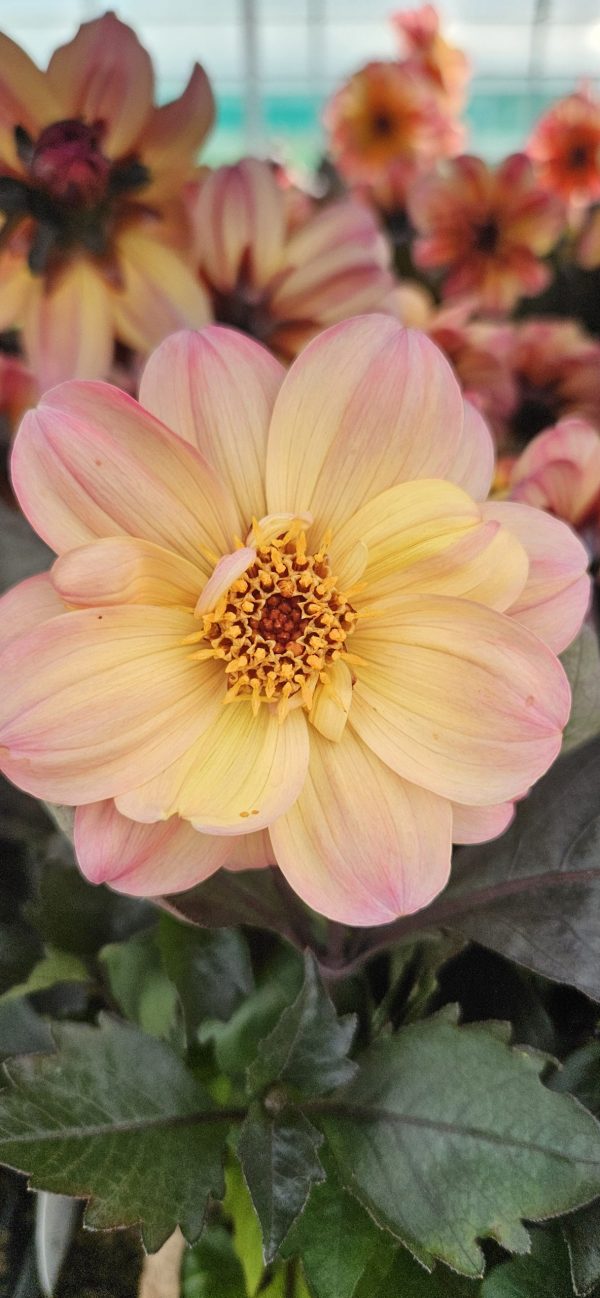 Dahlia dreamy Fantasy' Dahlia dreamy Fantasy'