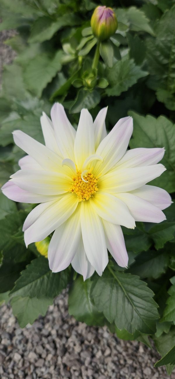 Dahlia labella maggiore pastel