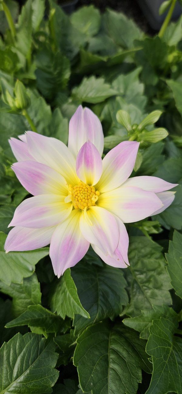Dahlia labella maggiore pastel