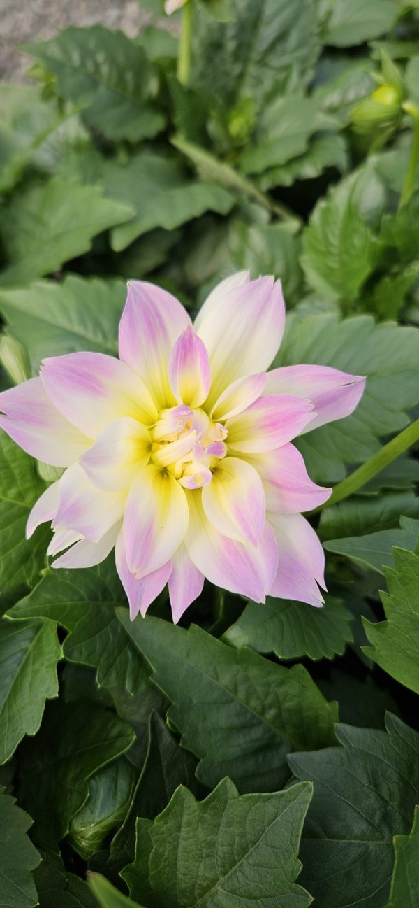 Dahlia labella maggiore pastel