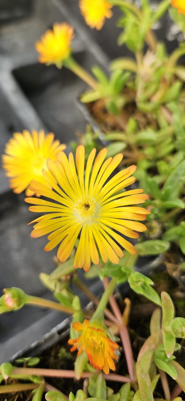 Delosperma 'Suntropics Copper'