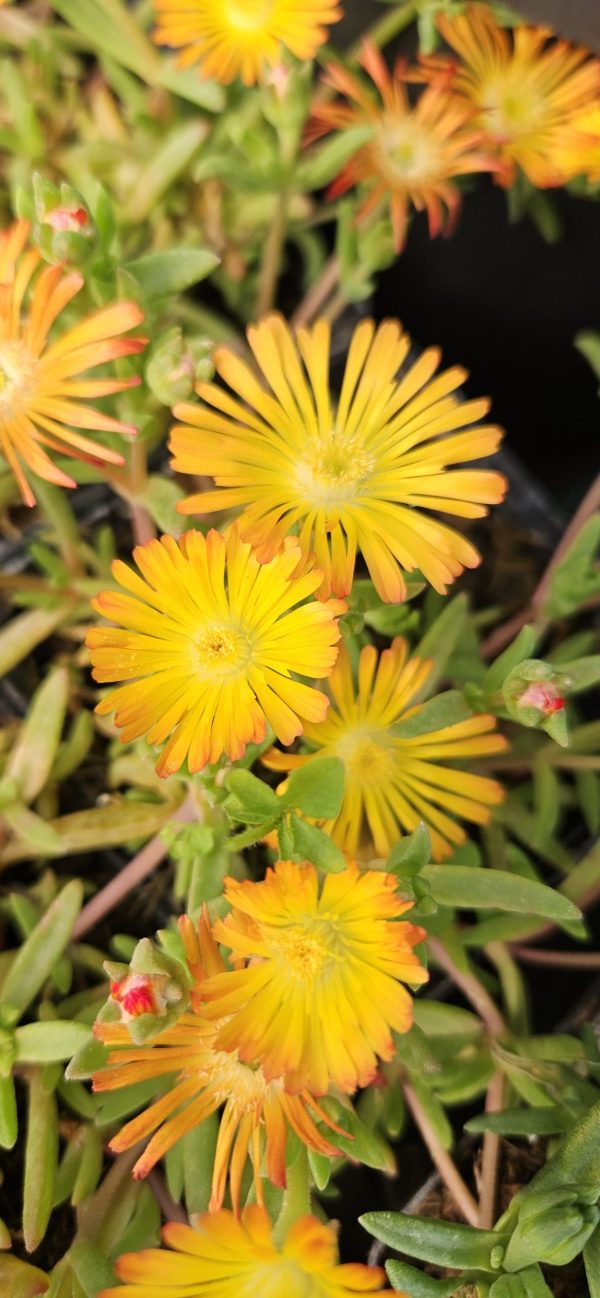Delosperma 'Suntropics Copper'