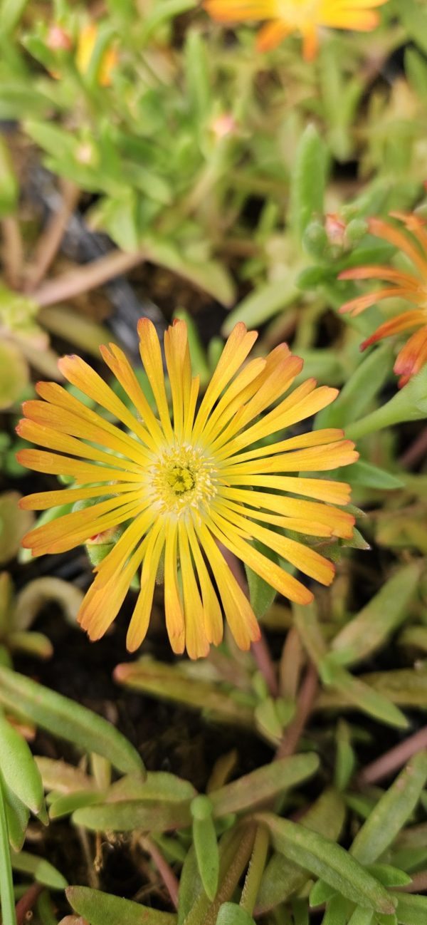 Delosperma 'Suntropics Copper'