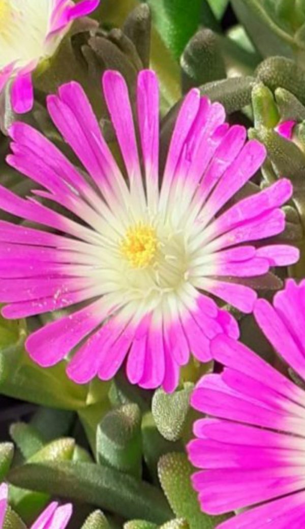 Delosperma 'Suntropics Hot Pink' Delosperma 'Suntropics Hot Pink'
