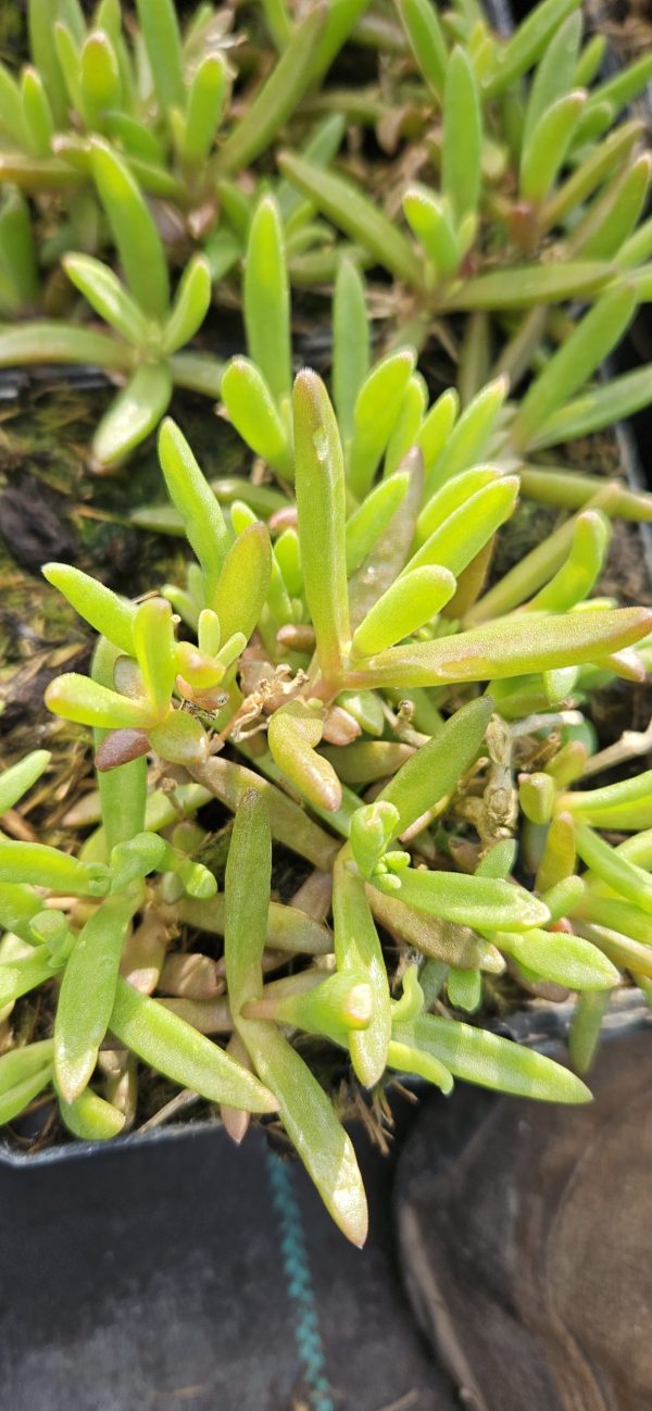 Delosperma 'Suntropics Purple' Delosperma 'Suntropics Purple'