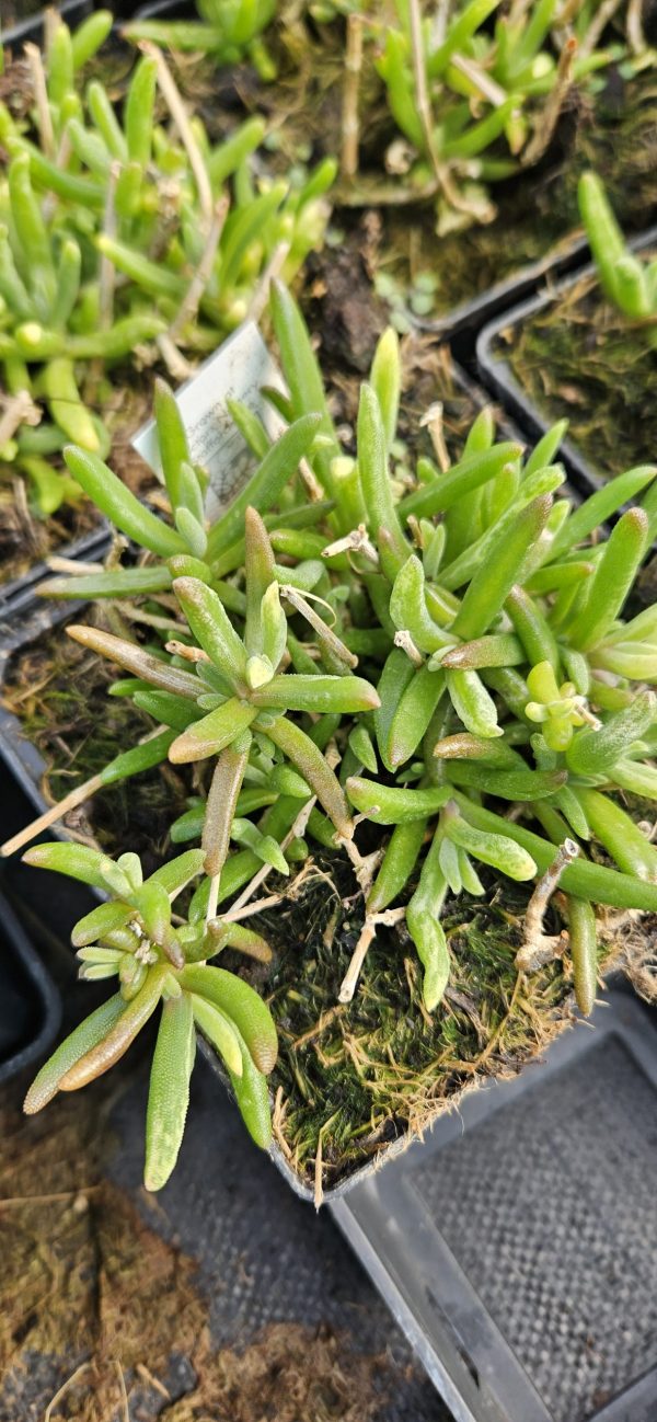 Delosperma 'Suntropics Purple'2 Delosperma 'Suntropics Purple'