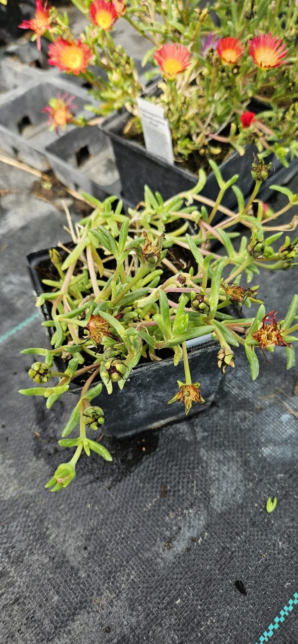 Delosperma 'Suntropics Red'