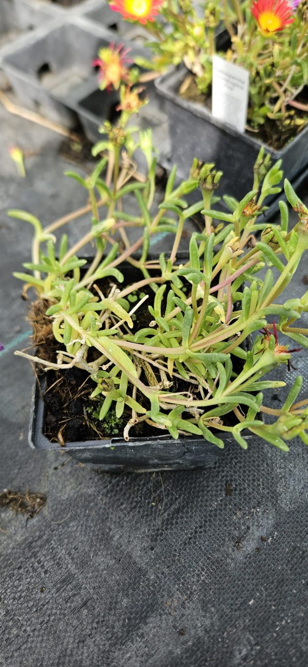 Delosperma 'Suntropics Red'