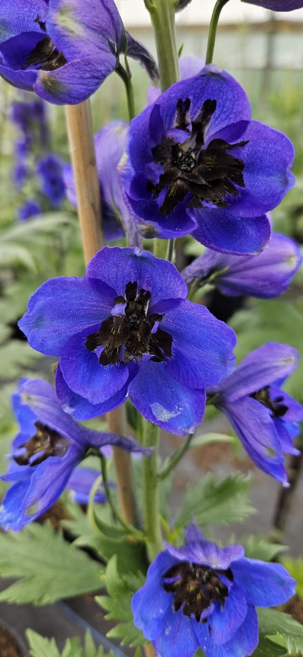 Delphinium 'Blue Jay' Delphinium 'Blue Jay'