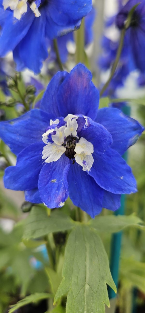 Delphinium Blue bird