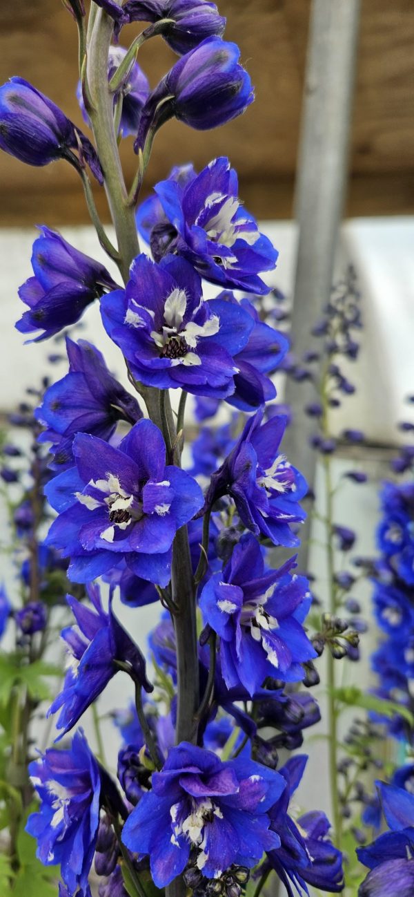 Delphinium Blue bird