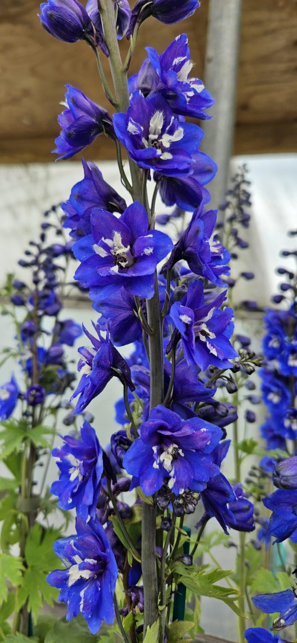Delphinium Blue bird