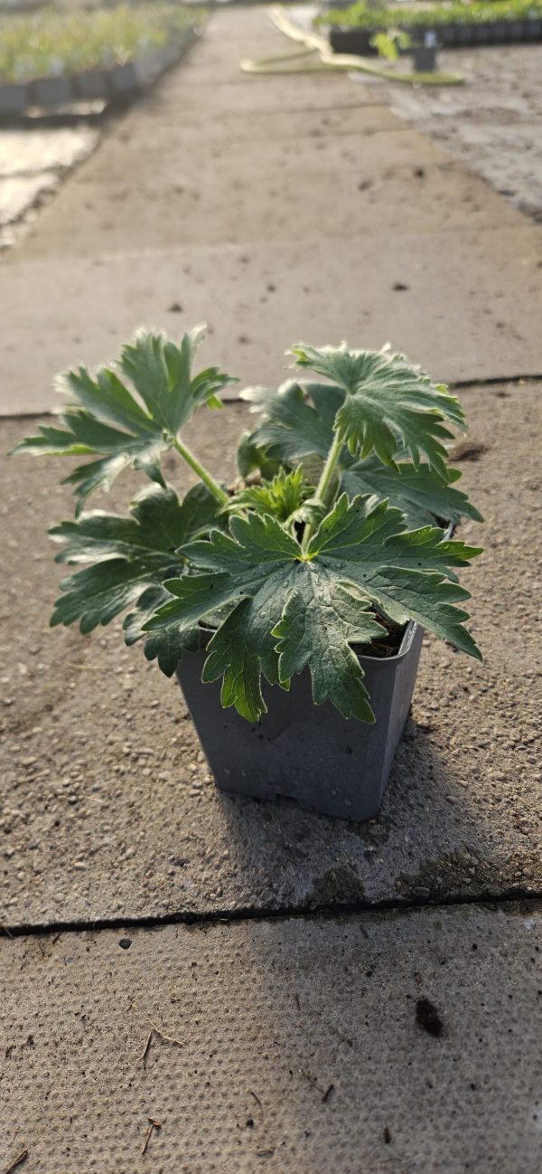 Delphinium 'Delgenius Breezin'
