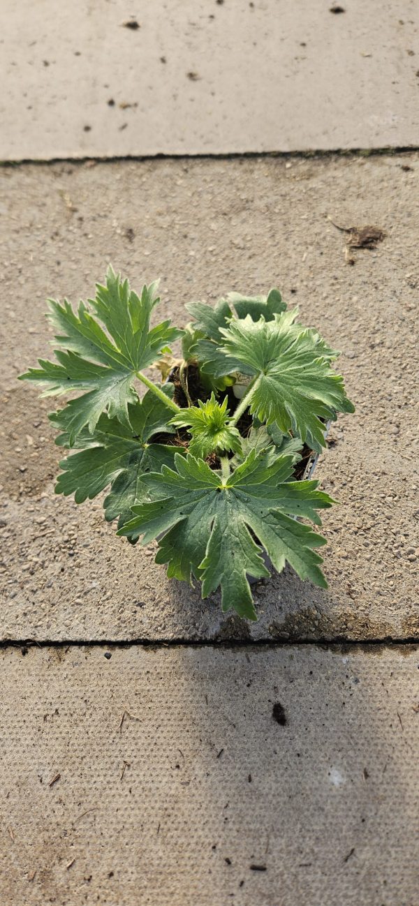 Delphinium 'Delgenius Breezin'