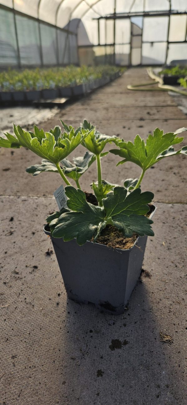 Delphinium 'Delgenius Juliette'