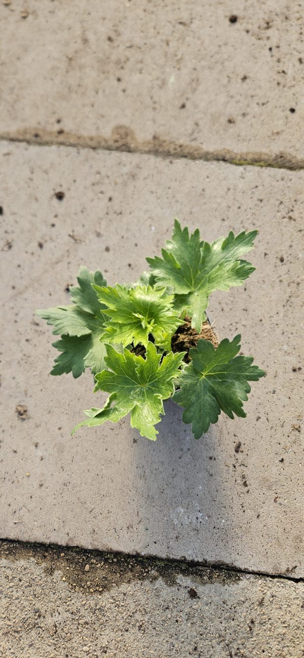 Delphinium 'Delgenius Juliette'