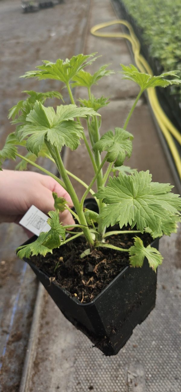 Delphinium 'Highlander Sweet Sensation'
