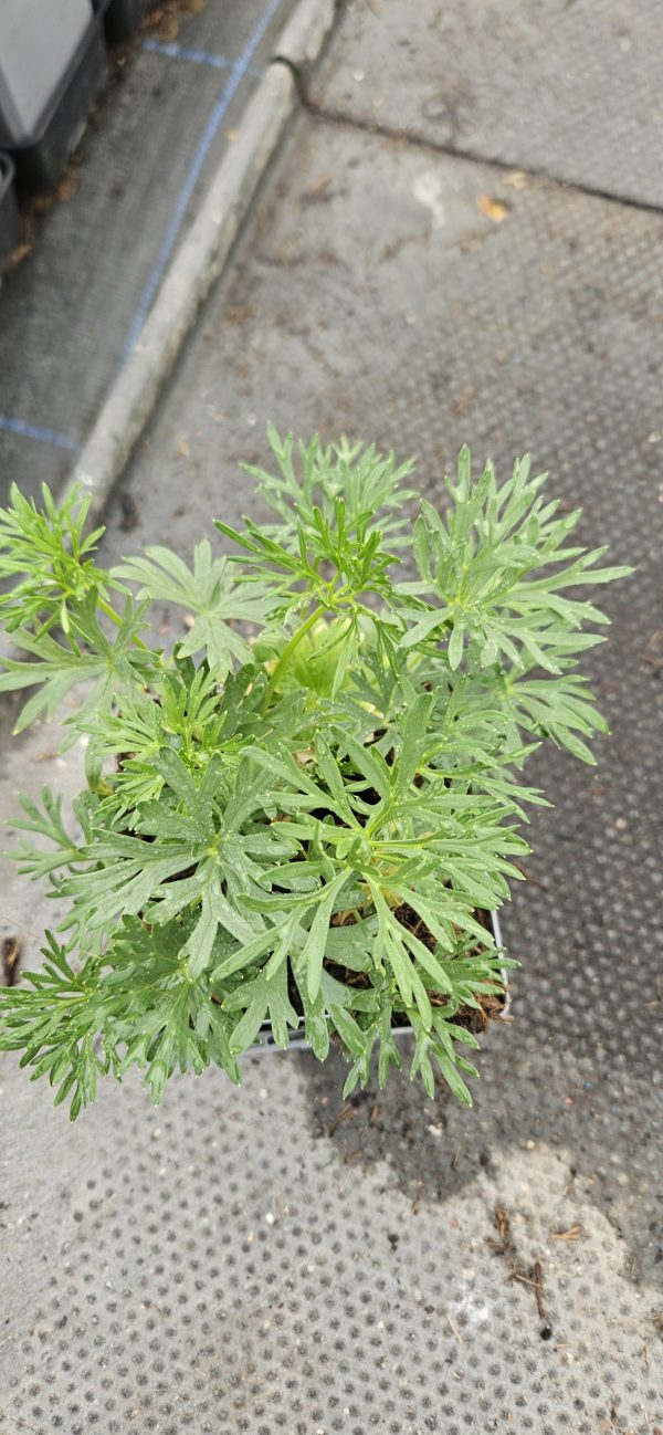 Delphinium 'Hunky Dory F1 Blue'