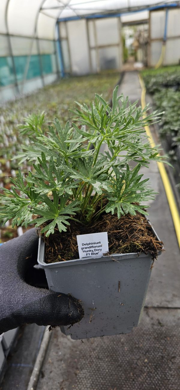Delphinium 'Hunky Dory F1 Blue'