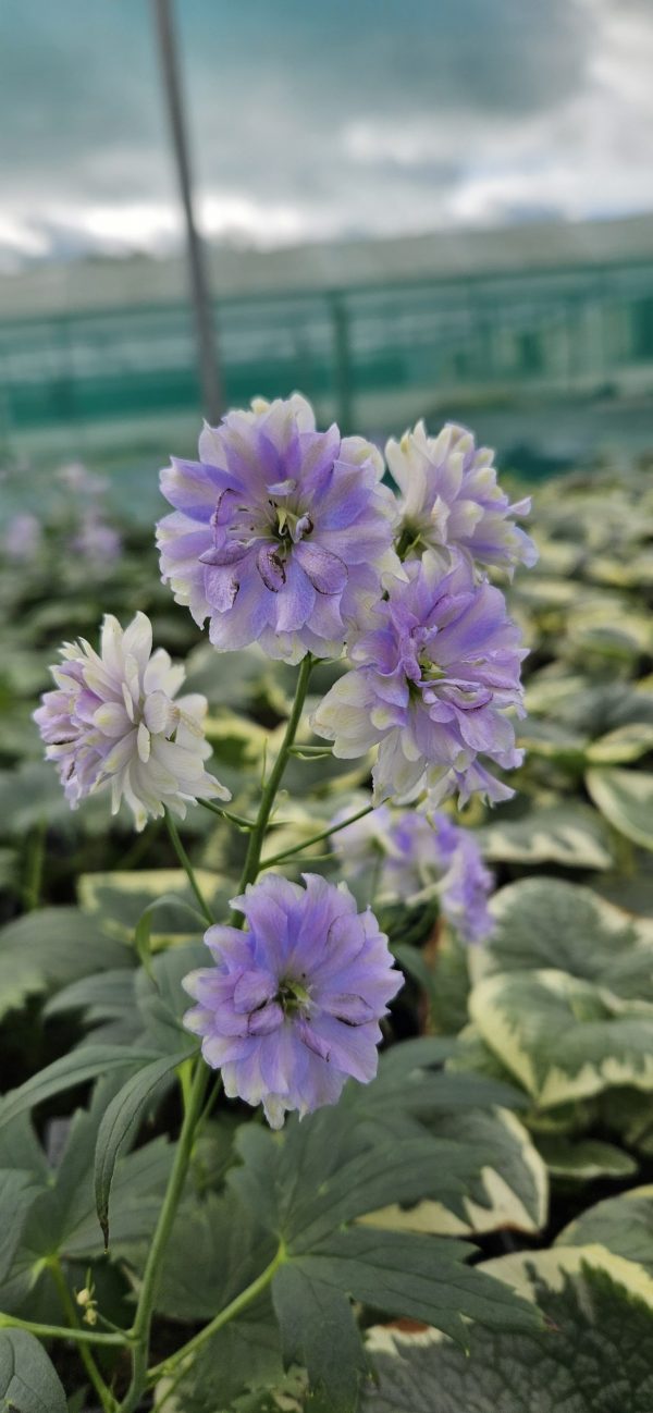 Delphinium 'Moon Light' (Highlander Series) Delphinium 'Moon Light'